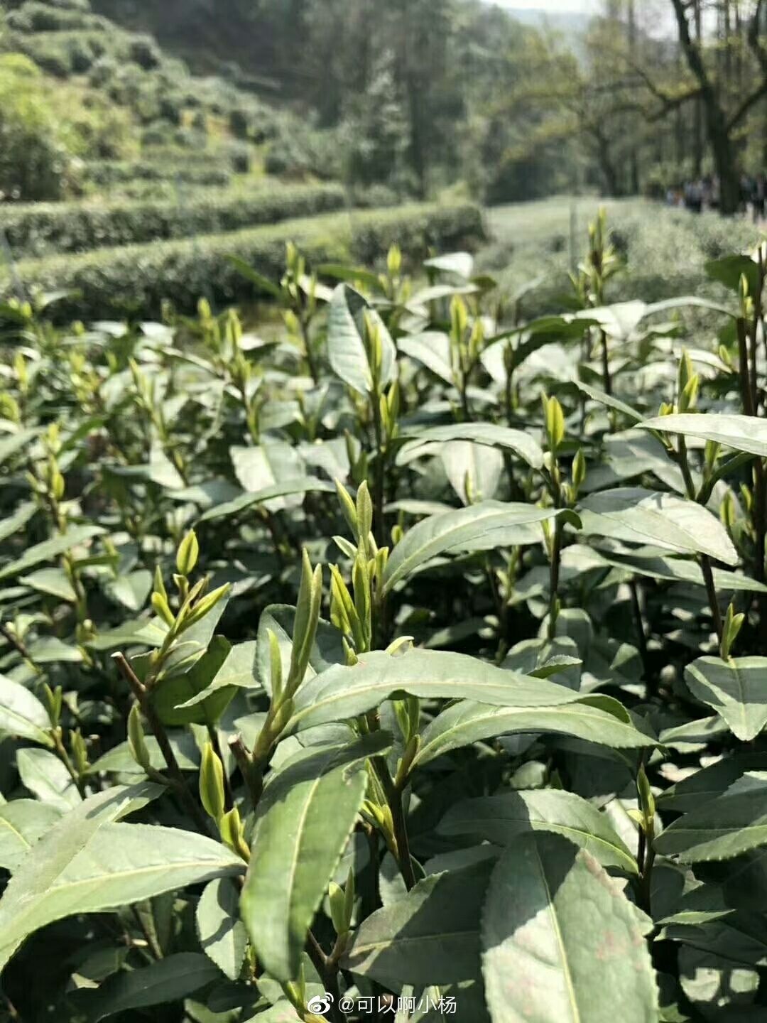 茶青 明前茶