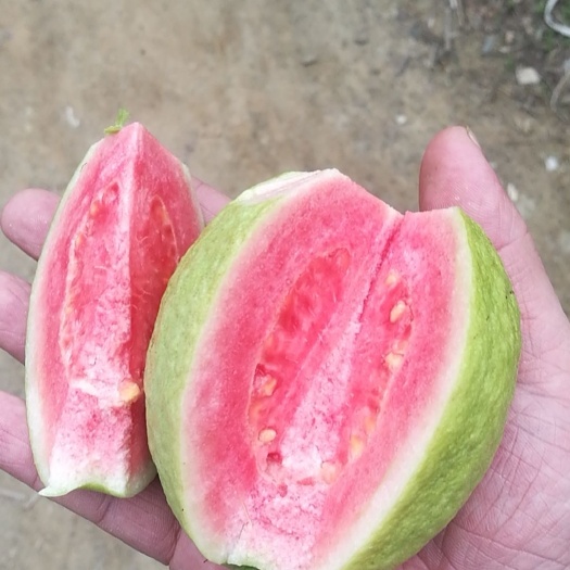 北流市 红心酸甜芭乐，白心脆甜番石榴