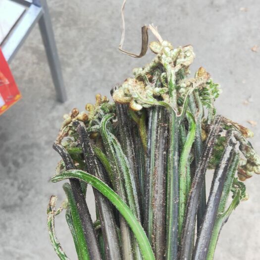 大关县 高山蕨菜美味佳肴