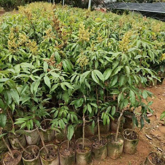 灵山县妃子笑荔枝苗