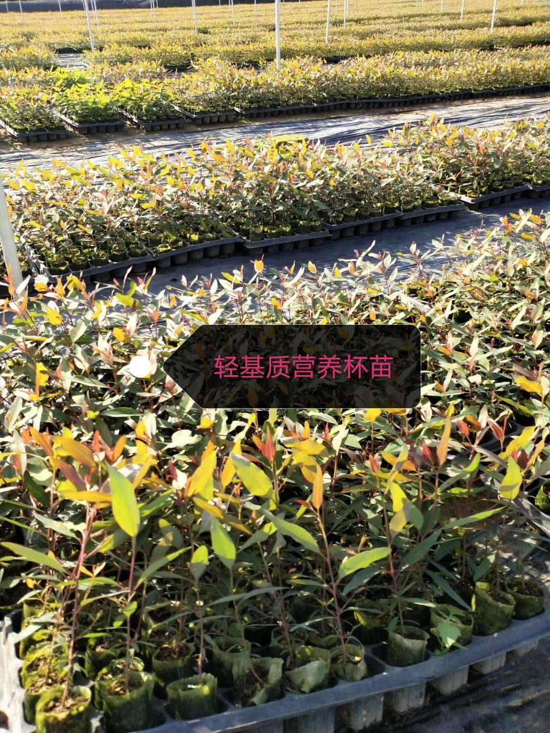  桉树苗 组培苗 轻基质杯广9 29 28 26 K3