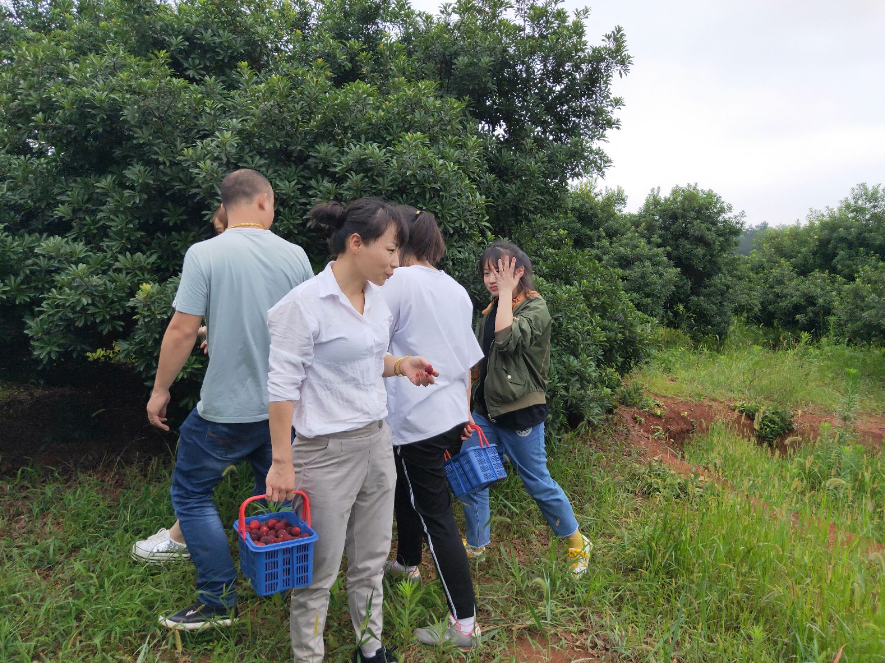 东魁杨梅  宁乡花明楼百亩乌梅基地