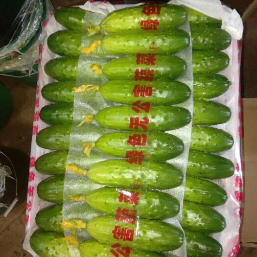 滦州市绥中旱黄瓜 15~25cm