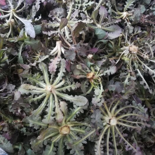 沂水县 大量供应大苦菜