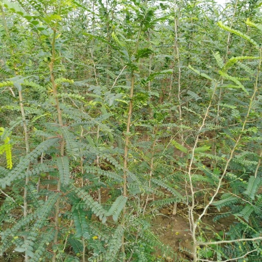 绛县皂角苗 皂荚苗