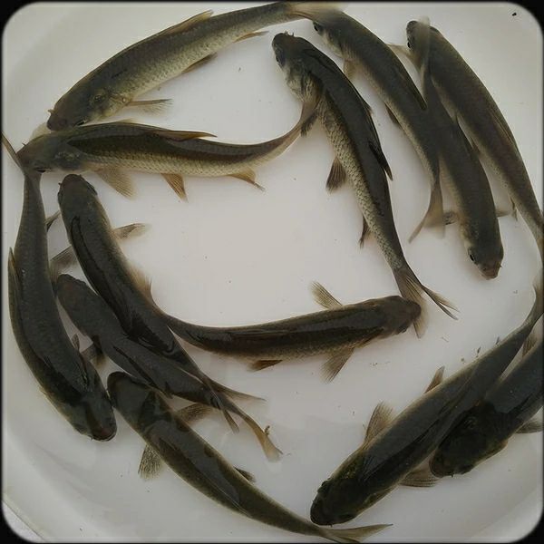 草鱼苗养殖技术详细介绍 草鱼苗养殖技术详细介绍视频