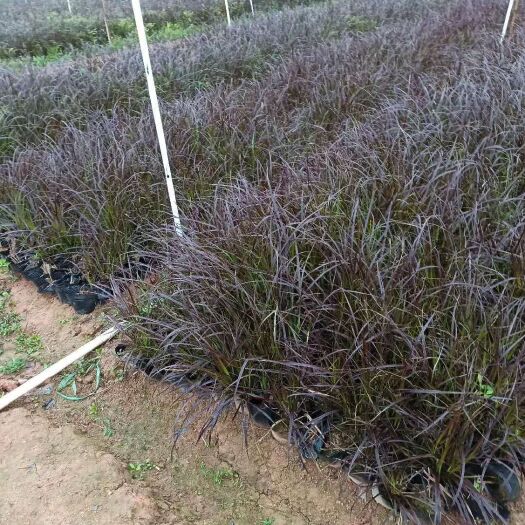 东莞市 紫叶狼尾草  基地直供  园林绿化工程袋苗  大量优质现货