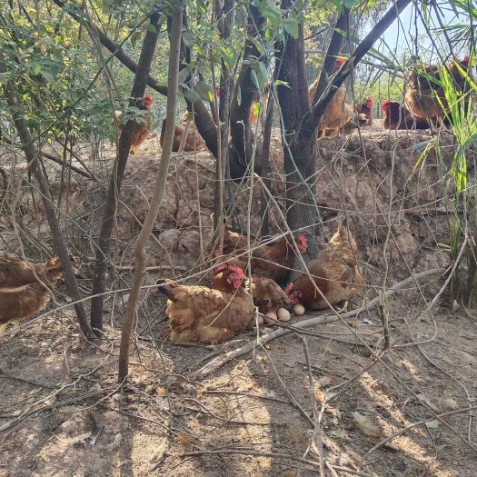 成都 农家散养正宗粮食土鸡蛋