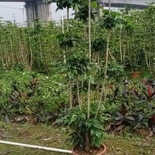 佛山景观盆栽