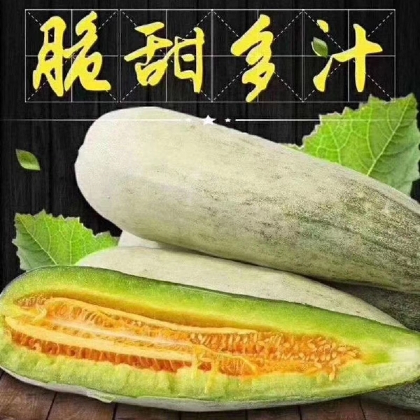 博洋61甜瓜 博洋61