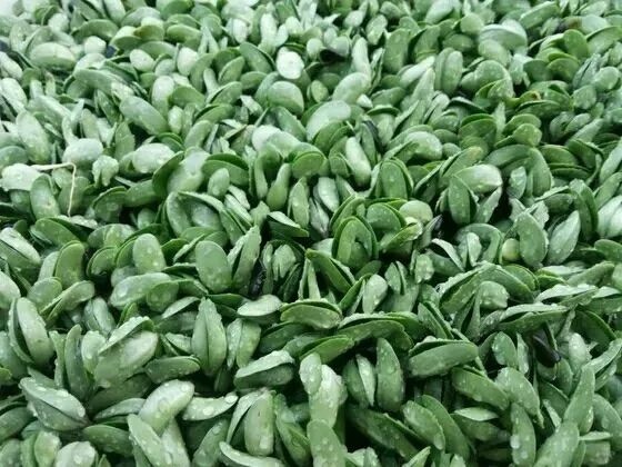 东海县黑豆芽 新鲜有机黑豆苗