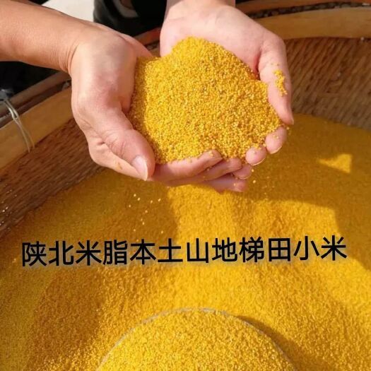 米脂县 陕西米脂农家小米