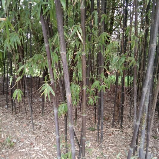 武汉紫竹
