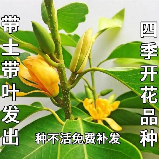 沭阳县 正品嫁接白兰花黄角兰