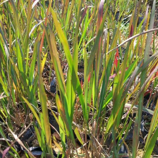 东莞市 日本血草  基地直供  绿化工程袋苗  大量优质现货