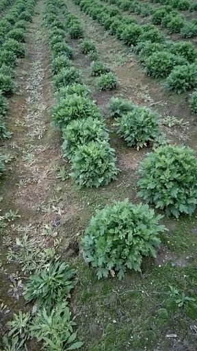 高安市 金丝皇菊苗，植株健壮，无虫无病，成活率，品质好。