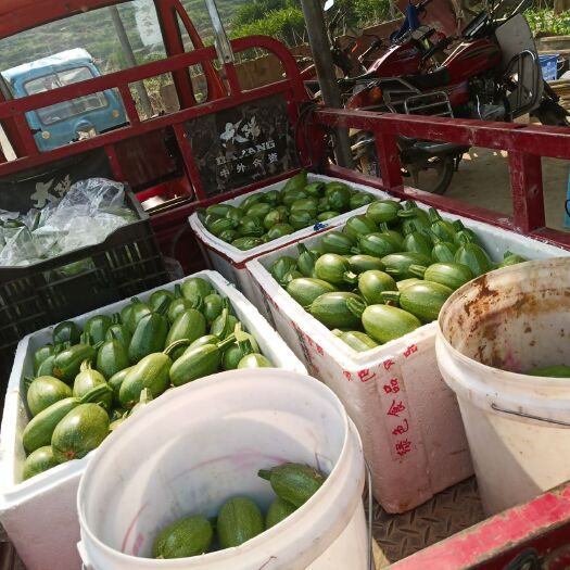 罗甸县南瓜 小瓜