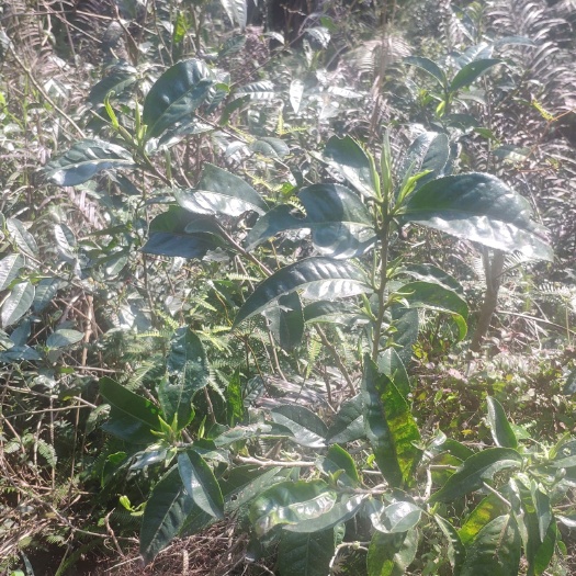 揭西县 高山云雾绿茶