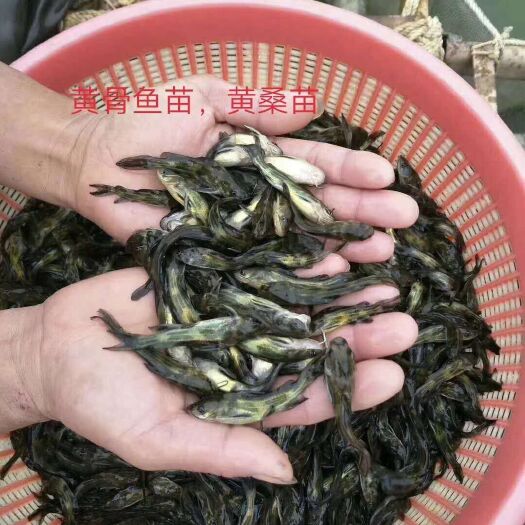 博罗县黄颡鱼苗 统货