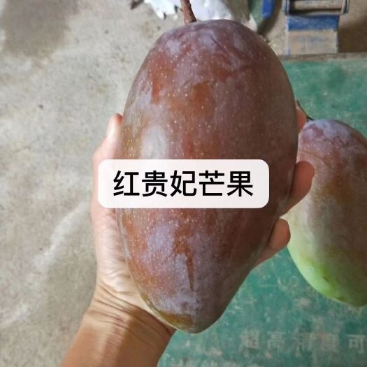 灵山县 红贵妃芒果苗！正品嫁接苗