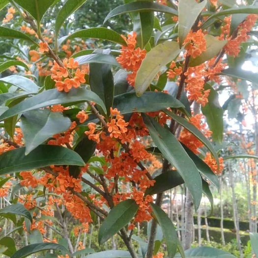 清流县状元红桂花树