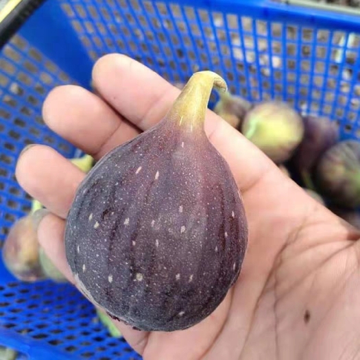 平邑县 波姬红无花果苗