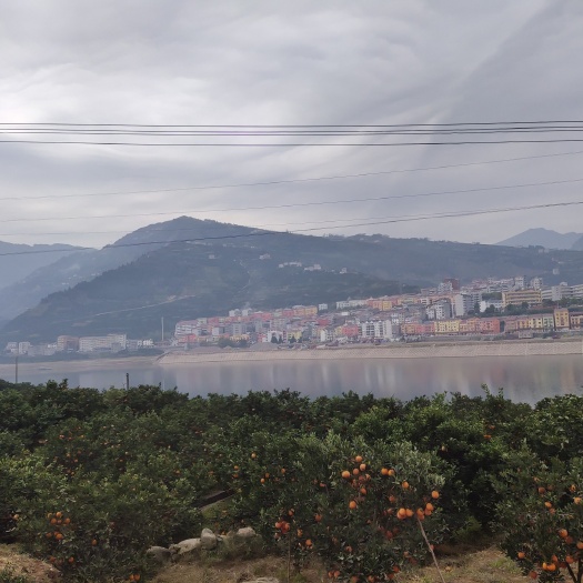 秭归县 中华红橙