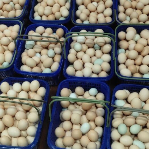 诸暨市笨鸡 大山里正宗放养绿色食品。