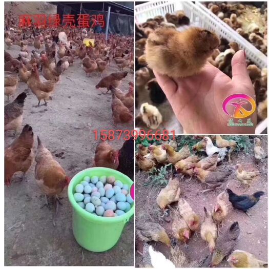 广州 麻羽高产绿壳蛋鸡苗