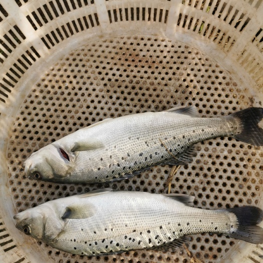 绍兴海鲈鱼  条