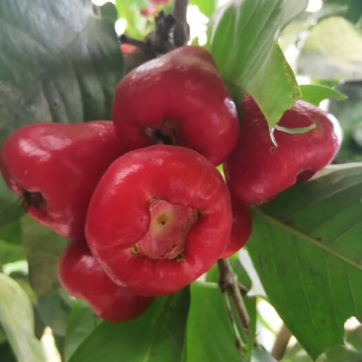 灵山县黑金刚莲雾苗  黑糖芭比莲雾苗包邮精品【莲雾黑糖芭比莲雾苗】