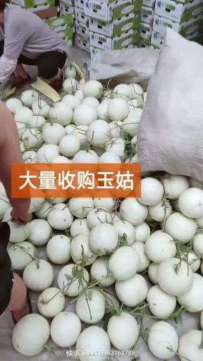 莘县玉菇甜瓜 免费代收莘县玉姑蜜瓜奶香蜜洋香瓜