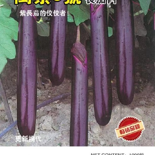 紫色长茄子种子