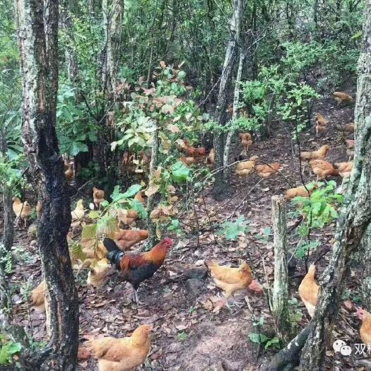 楚雄市土鸡蛋 扶贫项目，农户纯山林放养，绿宝山窝蛋
