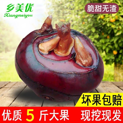 【现挖现发 】马蹄农家特产新鲜水果地栗蔬菜带泥荸荠1