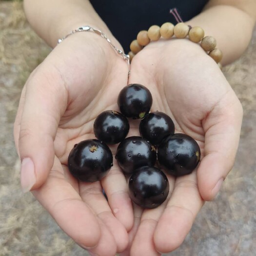 清远沙巴嘉宝果 嘉宝果树苗