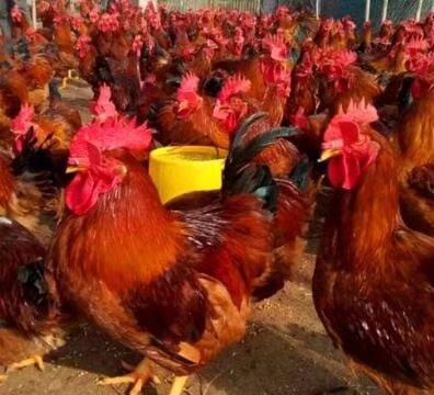 广州 鸡苗 优质头把苗 包成活 包运输 包打疫苗 包技术支持