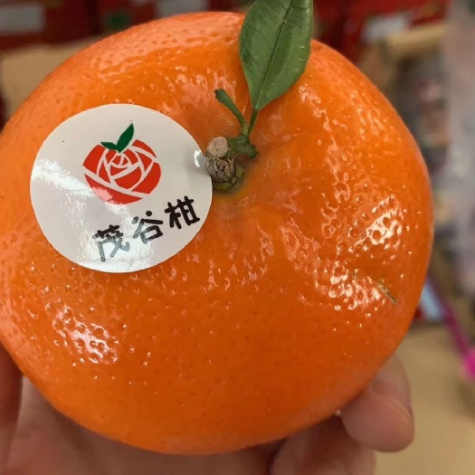  【茂谷柑🍊】