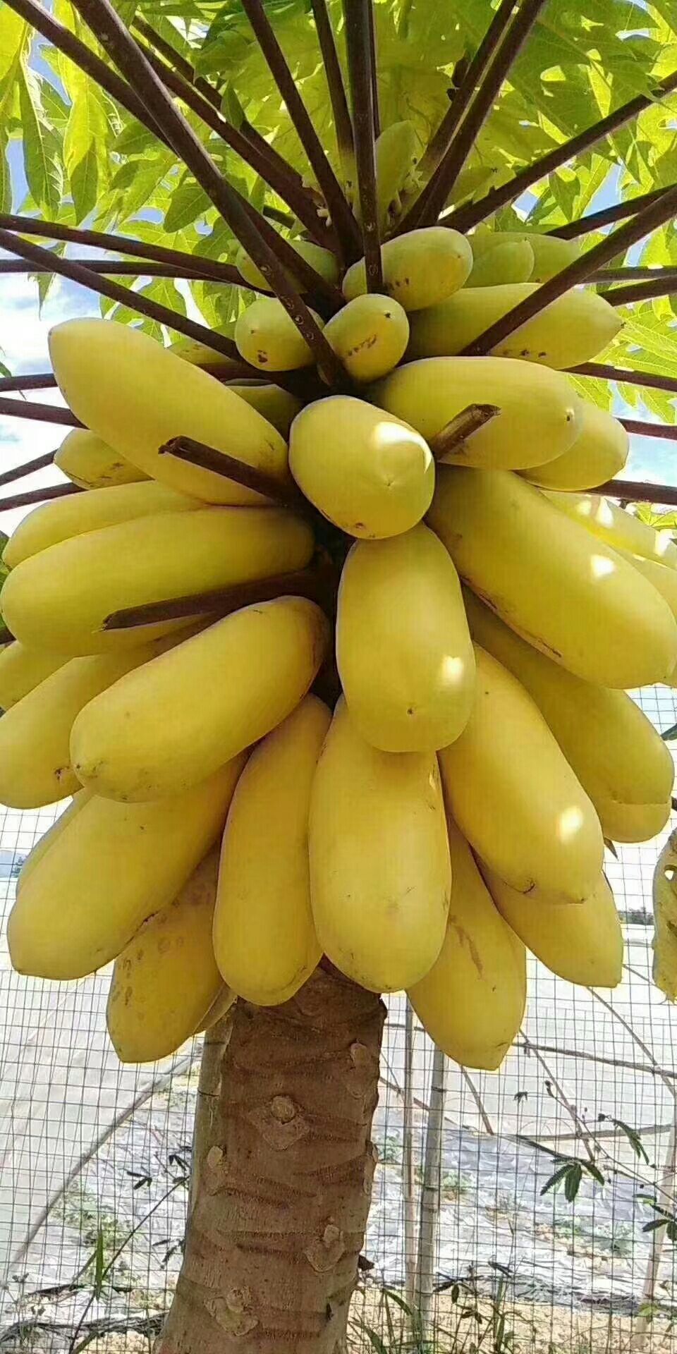 金木瓜苗 黄金木瓜