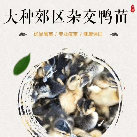 南宁杂交鸭苗 品种优良，价格优惠，包打疫苗，包运途损失，全国发货