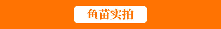 黄颡鱼苗 杂交黄骨鱼苗 全雄性黄颡苗 黄辣丁 黄鸭叫苗