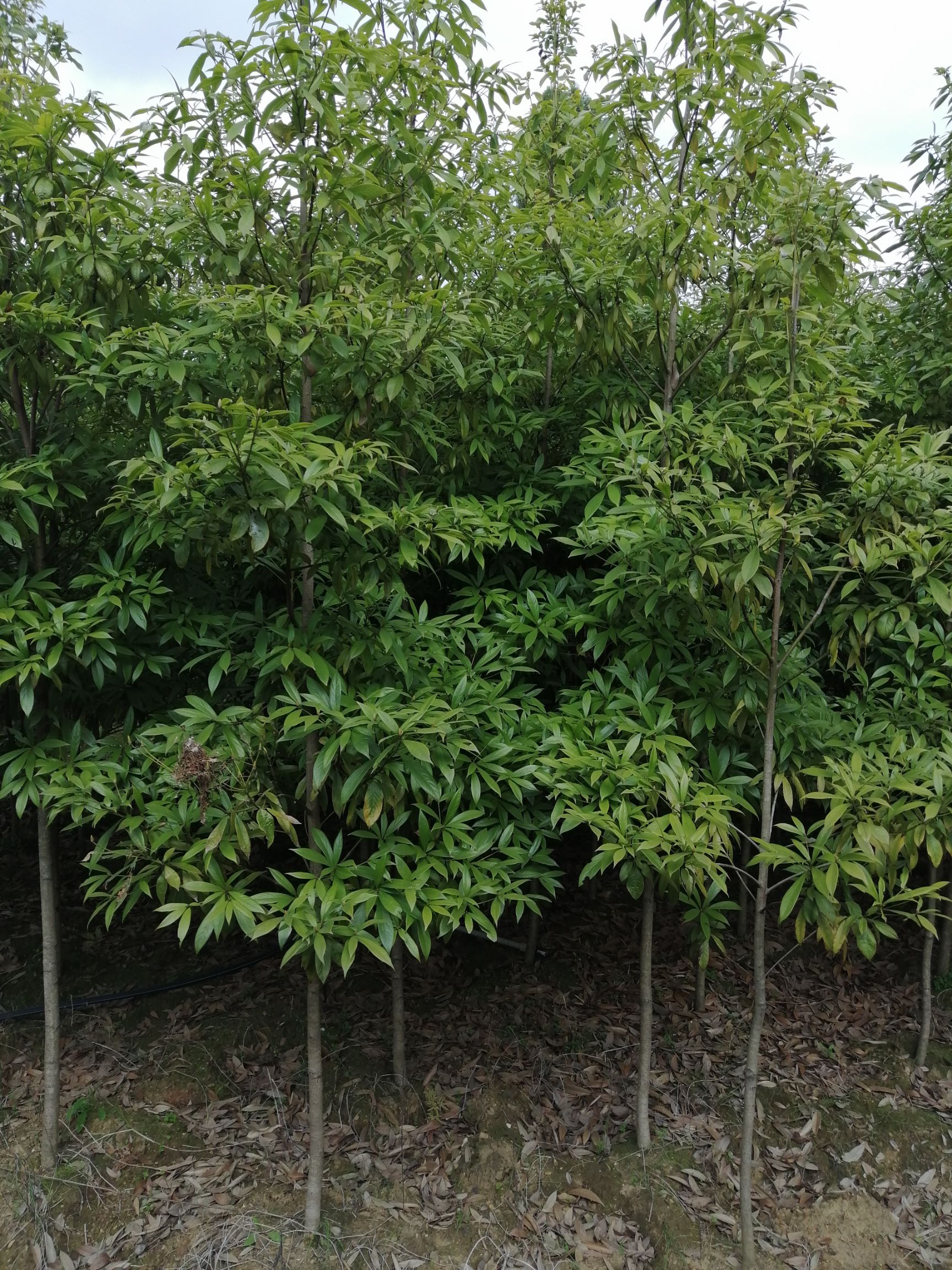 小叶桢楠