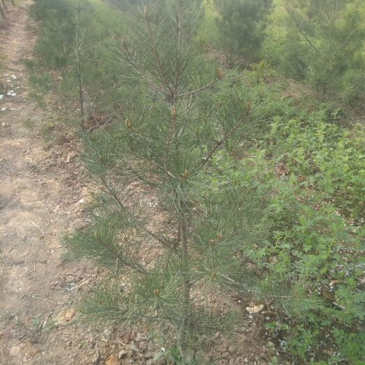 周至县 供应各种规格白皮松，侧柏，红叶李，樱花，石楠等绿化苗木