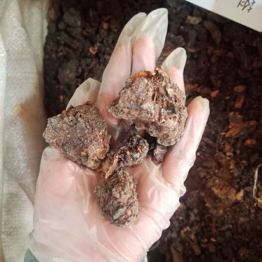 安国市 没药生没药制炙没药无硫中药材