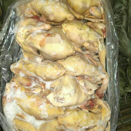 莘县白条鸡 长期 大量低价 供应 小肉食，量大价更优