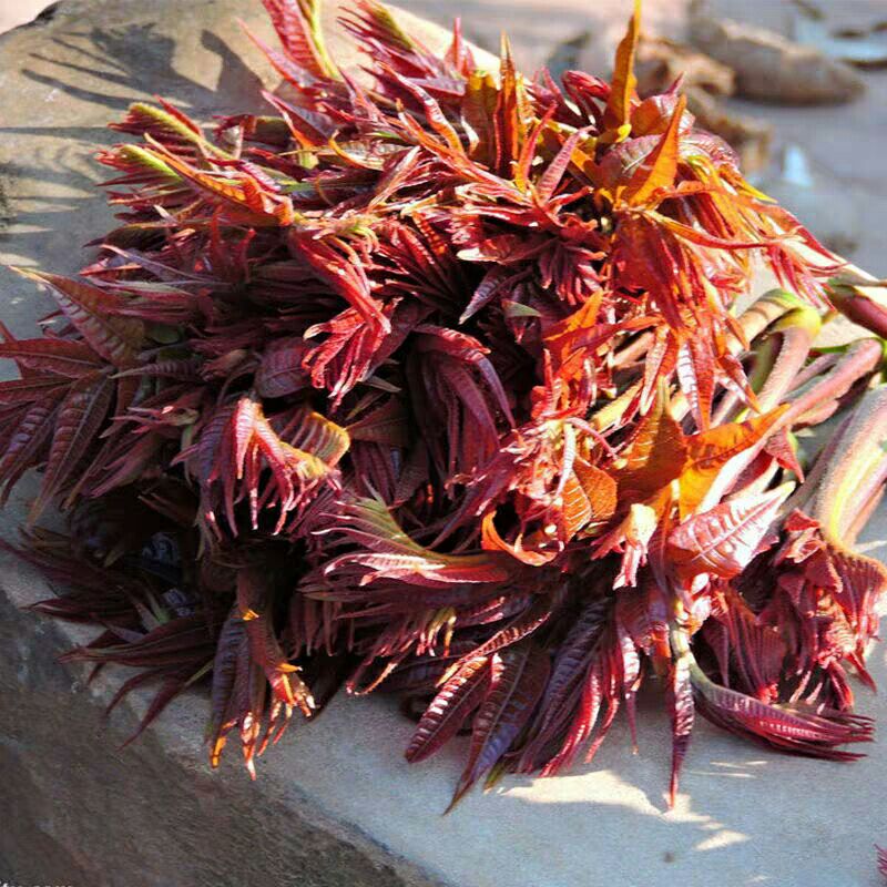 红香椿芽 露天本地香椿