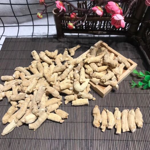 抚松县 西洋参3到4克小短支   花旗参