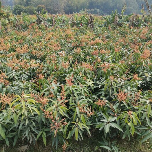 灵山县 金煌芒果苗