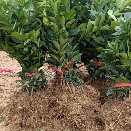 慈利县纽荷尔脐橙苗 媛红纽荷尔苗。