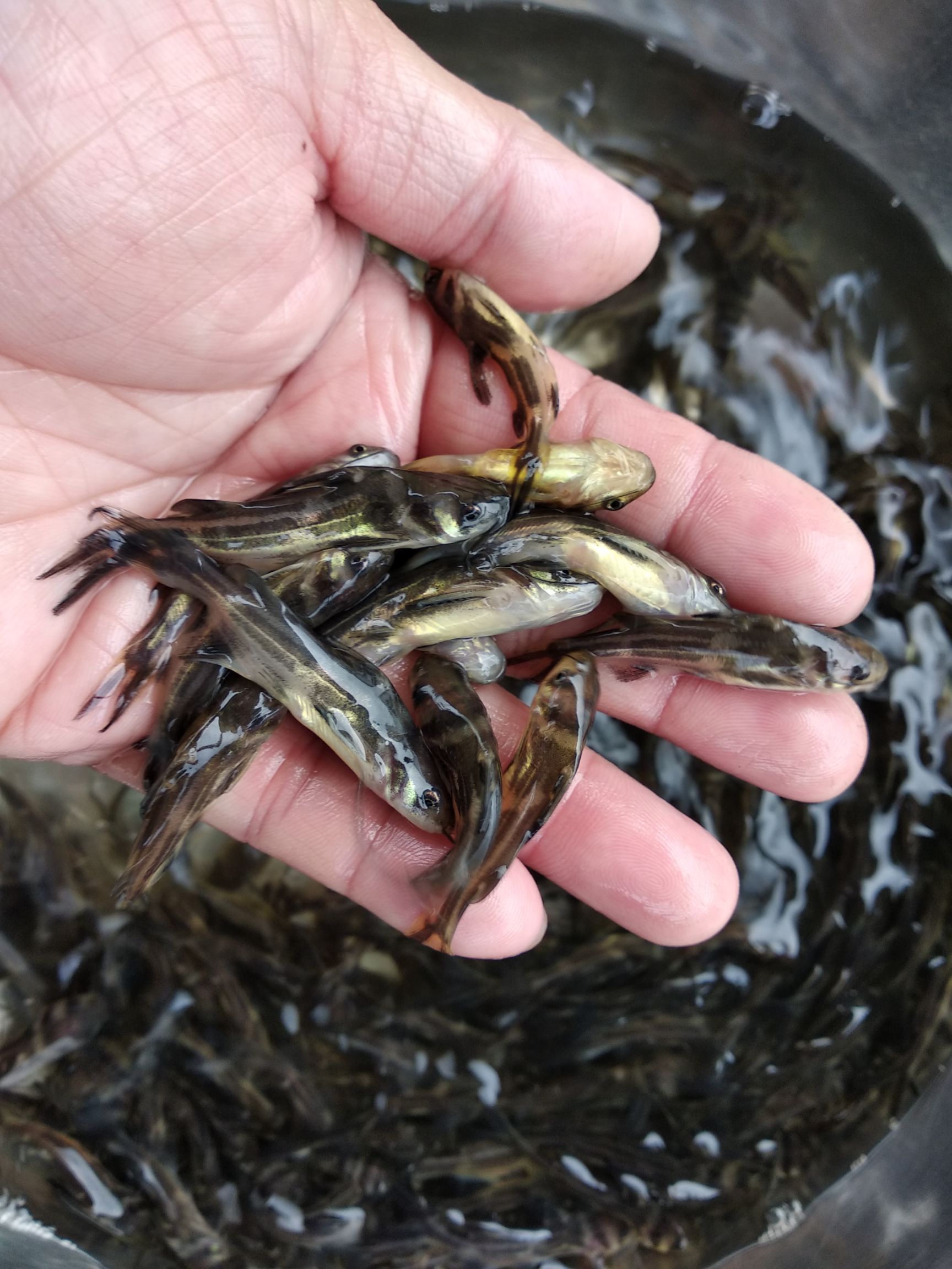 全雄杂交黄颡鱼苗 黄辣丁苗 瓦氏黄骨鱼苗